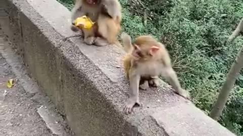 Monkey attack for food