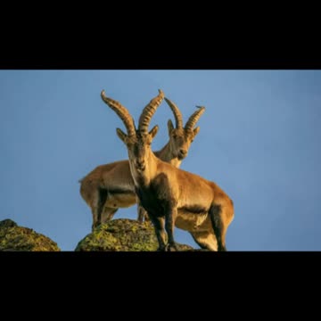 Unveiling the Majestic Markhor
