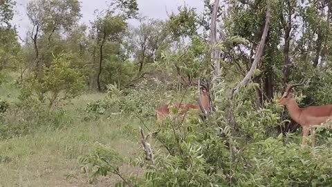 Impala Rams Fighting Animal Videos