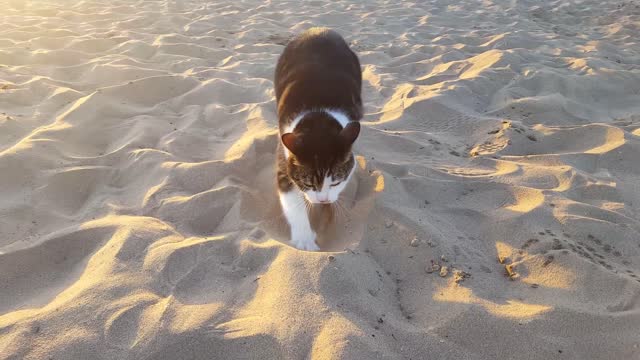 Beach Makes Purrfect Sandbox