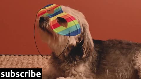 Dog wearing a mask