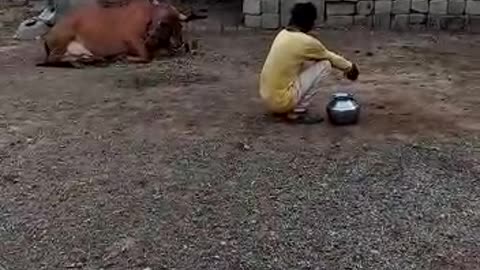 what kind cow