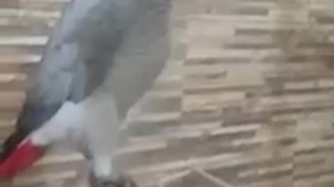 parrot bathing