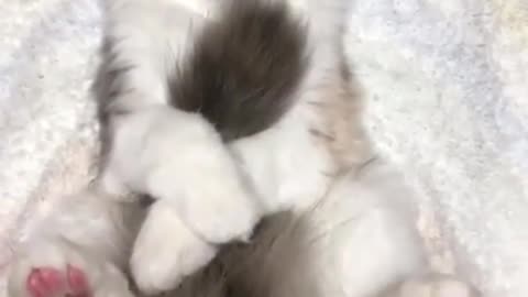 This cat likes to sleep with its tail held