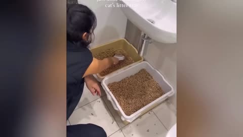 New Funny Cats and Dogs