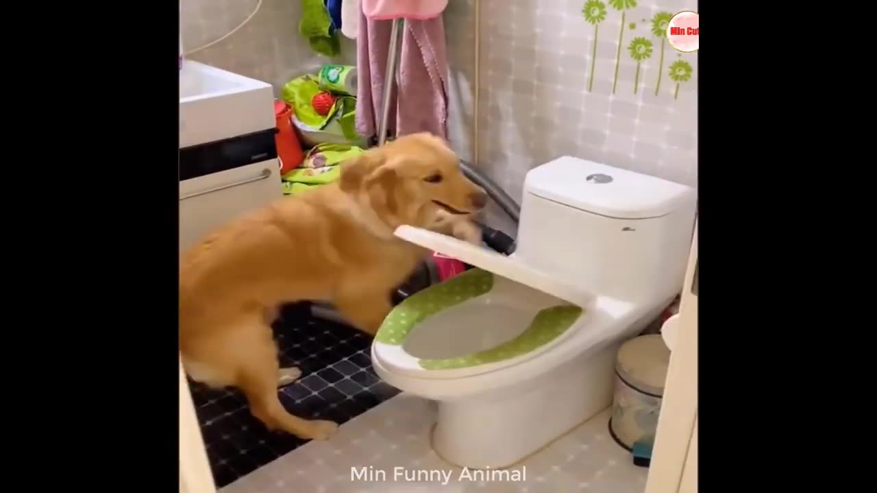 Funny animal videos 2024