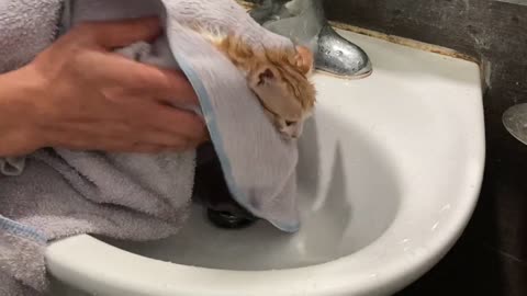 First Bath For Cute Kitten And Its Loud Meow