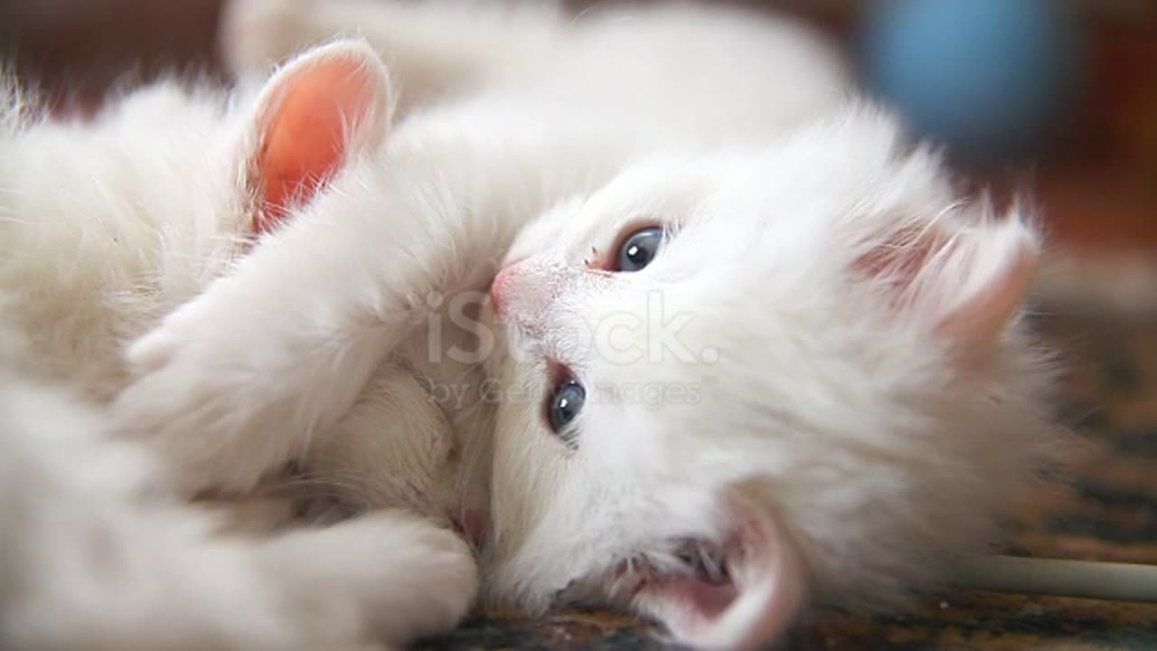 Kittens are angels with whiskers...🐈🐱♥️♥️