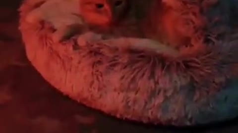so sweet and lovely kitten