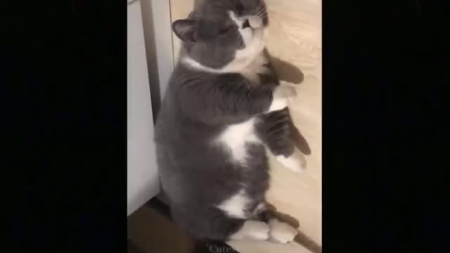 Funny animals videos 2022/best cats and dogs