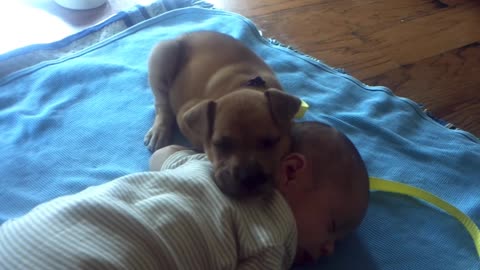 Sleepy Puppy falls asleep on baby