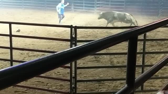 Precision Moves Defy Powerful Bull