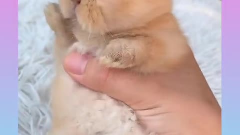 6 Cute Rabbit Video Compilation