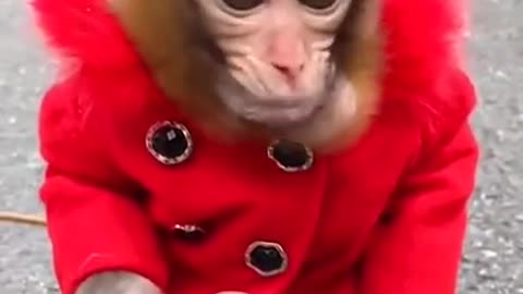 Cute Baby Monkey lifestyle