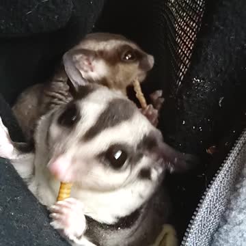 Adorable sugar gliders eating live food