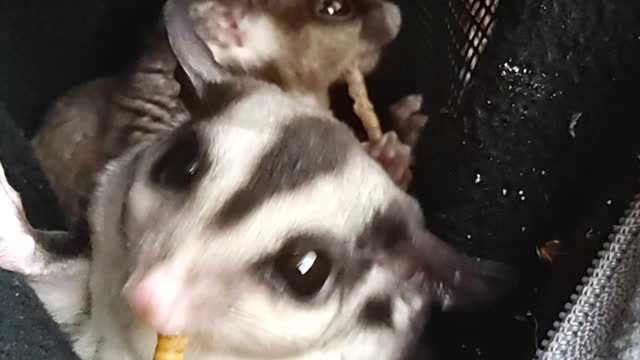 Adorable sugar gliders eating live food