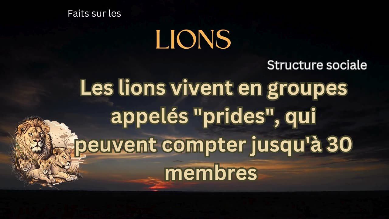 Fait sur le Lion 7 - Les lions vivent-ils seuls ou en groupes?