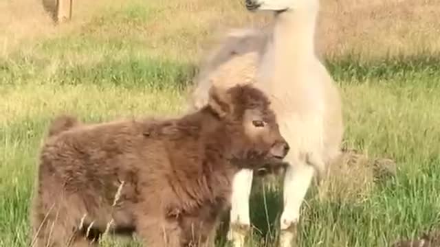 Both the sheep and the cattle saw the footage