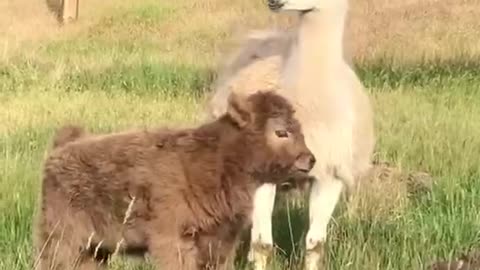 Both the sheep and the cattle saw the footage