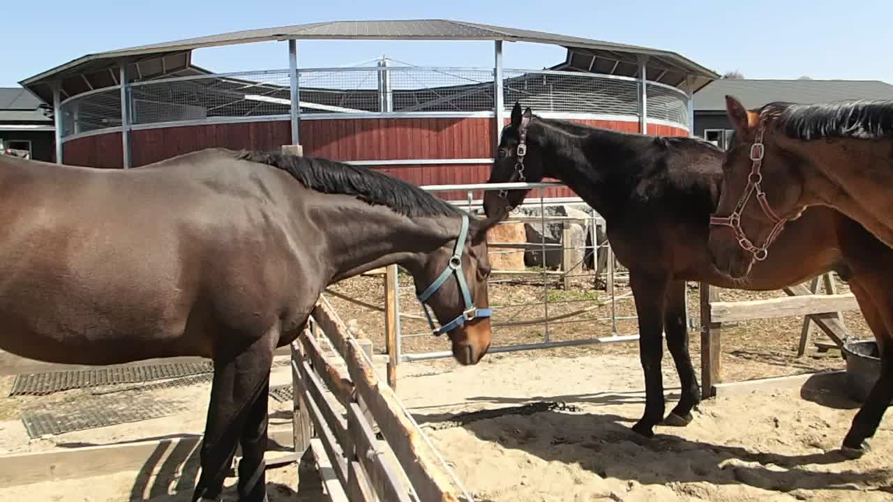 Supi plays with next-door neighbor