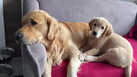 Inexperienced Dog Dad Learns To Parent His Puppies