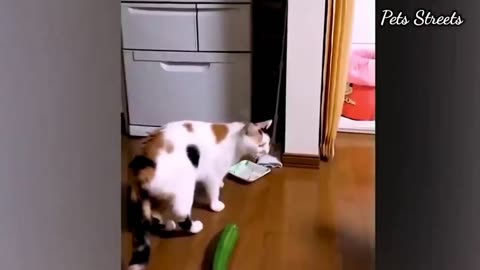 Funny animals - Funny cats ⧸ dogs - Funny animal videos.mp4