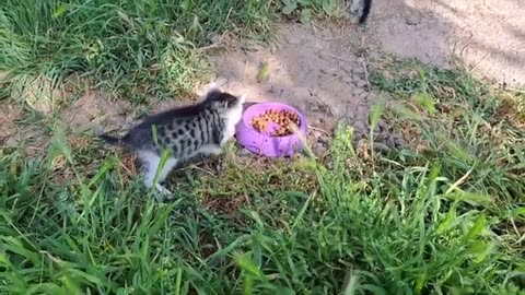 Cute kittens meow 🥰 Beautiful and cute kittens playing.