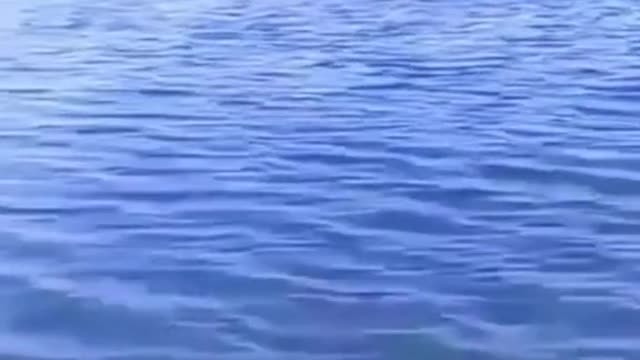 狗:這才是輕功阿