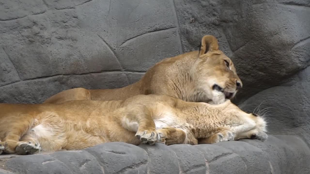 Love of lion