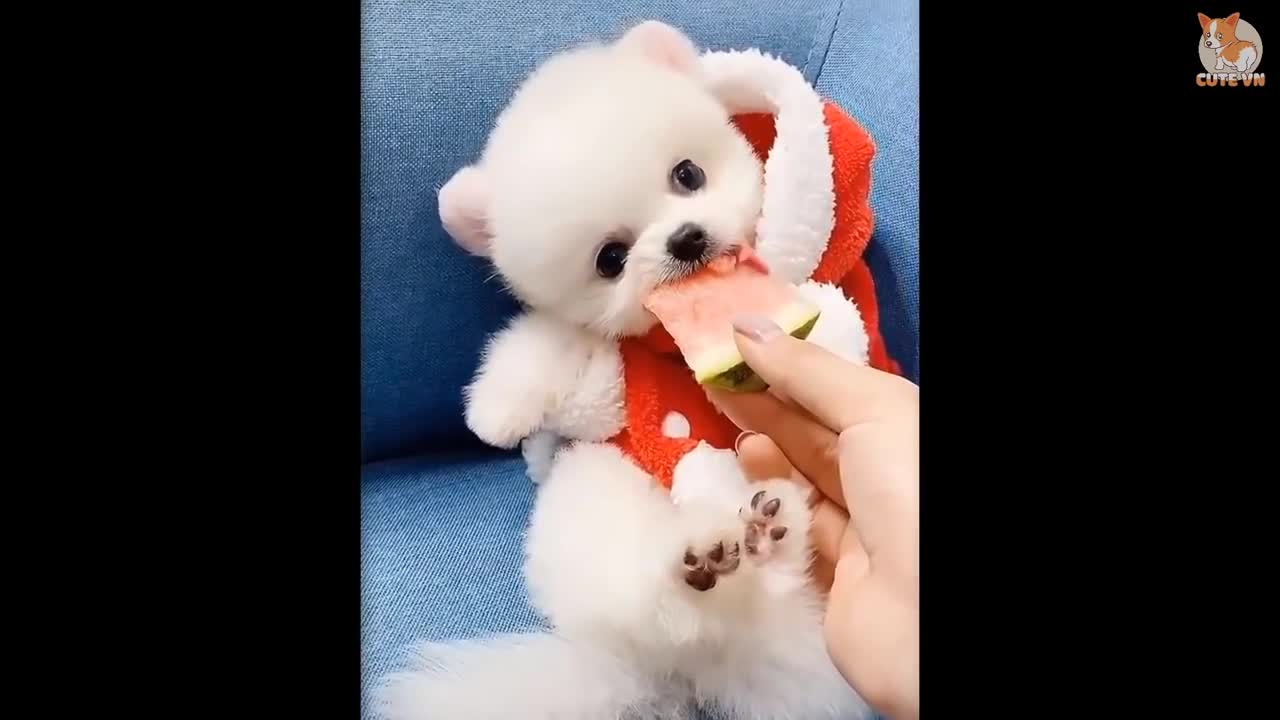 Cute Dogs Pomiranian compilation