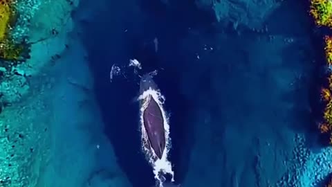 The WHALE is very beautiful