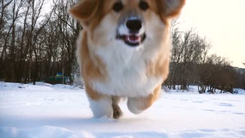 Little dog running in the snow