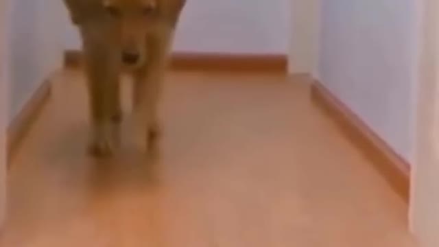 Dog Gets SHOCKED By A Remote Control Car | HILARIOUS