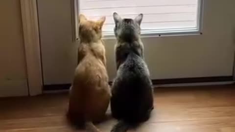 Ultimate Cat Pranks Funny Moments of Feline Mischief!