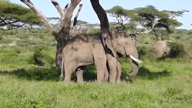 ANTS FIGHT OFF ELEPHANTS TO SAVE TREES_Cut.mp4