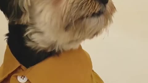 Cutest | Funniest Dogs Puppies Video