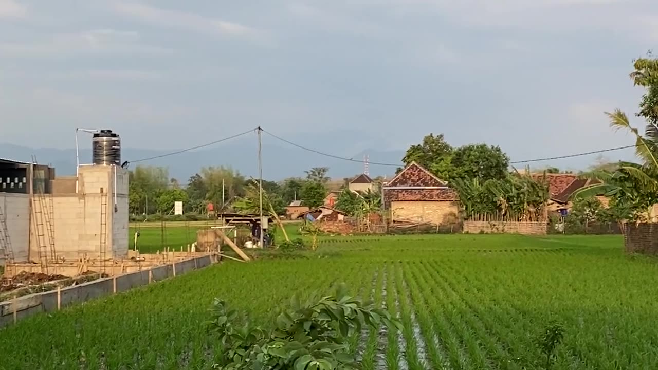 Ricefield