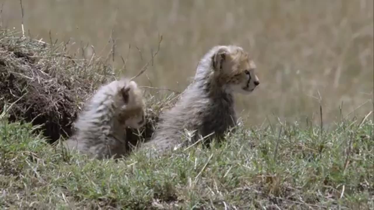 Cheetah VS Lions | Cheetah Fighting lions to protect her cubs