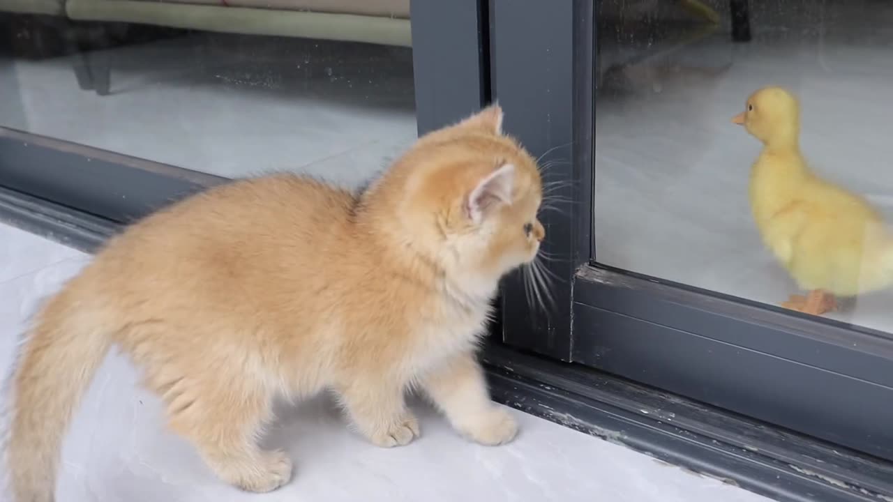 Kitten rescued Ducklings