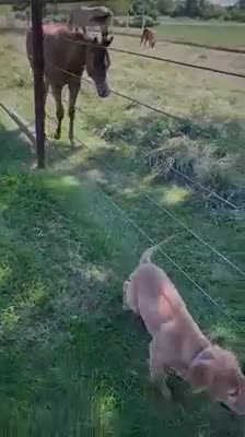 Friends, dog and foal