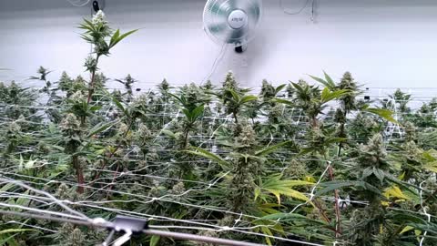 Flower room 1 Day 46