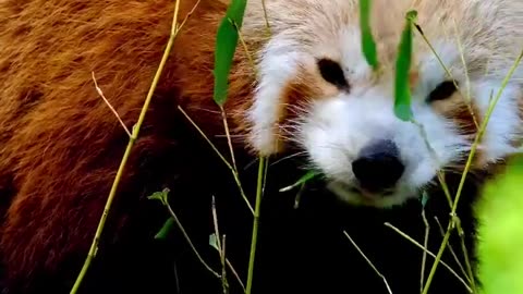 Discovering the Enchanting World of Red Panda(Lesser Panda) #shorts