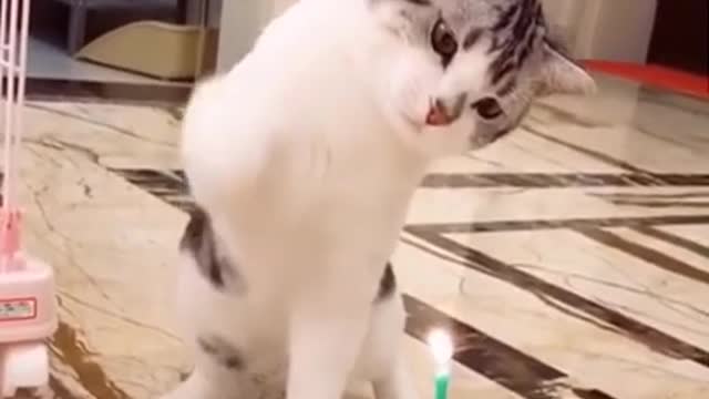 Cat funny video animal video tik tok video pet and animal short funny video