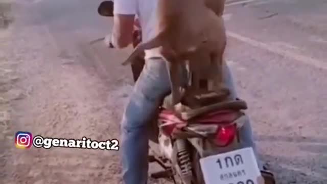 Dog rides motorcycle with helmet and anti-covid mask [Funny Videos]