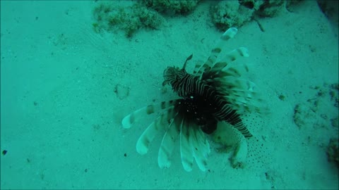 Maldives Short Snorkeling video Part 19