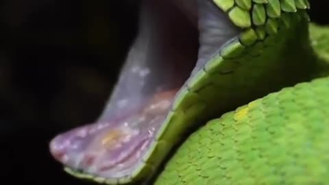Snack