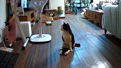 Paralyzed Cat Hears Owner Come Home || (Risi's Funny Cat)