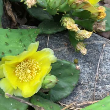 Busy Bee in a Yellow flower of cactus in Brooklyn