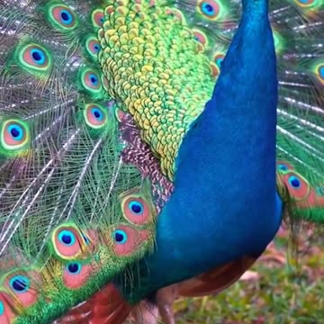 Animals of Forest #shorts #relaxing #wildlife #animals