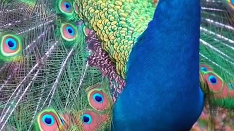 Animals of Forest #shorts #relaxing #wildlife #animals